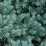 Juniperus squamata 'Blue Star'.png